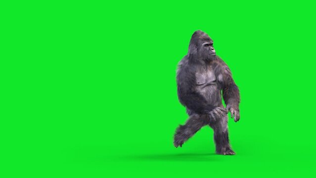 Green Screen Gorilla Dances Breakdance Uprock Realistic Fur 3D Animations Rendering CGI 4K