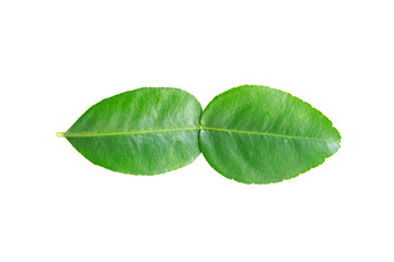 kaffir lime leaves