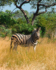 Zebra in Kruger National Park South Africa