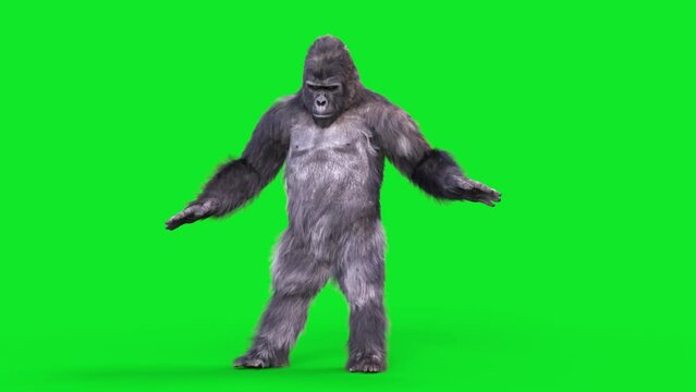Green Screen Gorilla Dances Hip Hop Realistic Fur 3D Animations Rendering CGI 4K