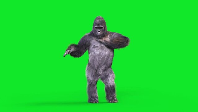 Green Screen Gorilla Dances Rumba Realistic Fur 3D Animations Rendering CGI 4K
