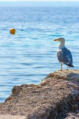 Seagull on the rocks