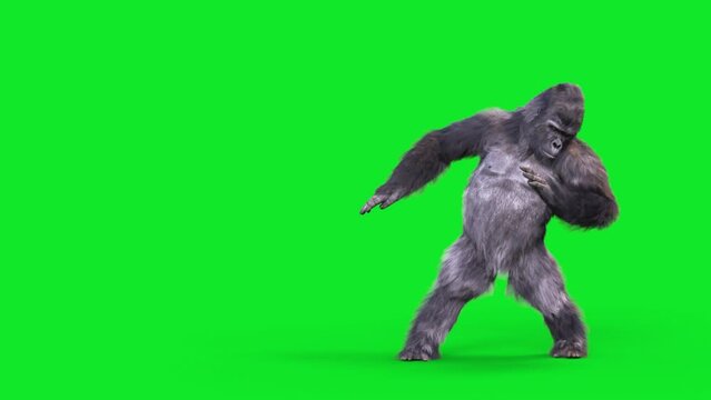 Green Screen Gorilla Dances Salsa Dancing Realistic Fur 3D Animations Rendering CGI 4K