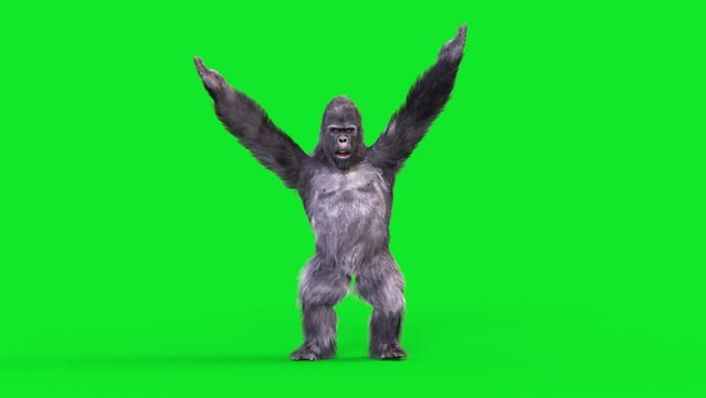 Green Screen Gorilla Dances Ymca Dance Realistic Fur 3D Animations Rendering CGI 4K