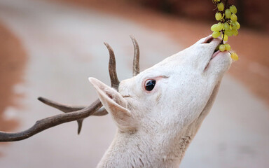 A male white fallow deer is eating green grape. Close-up portrait of male white fallow-deer with...