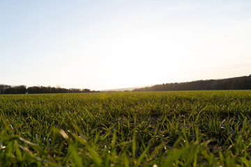 Fototapeta na wymiar Grassy landscape on a sunny evening in spring 