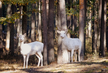 Obraz na płótnie Canvas White fallow deers. A couple of white fallow deers stand in the forest and look towards the camera lens. Male and female white deers in the woods. White animals in the autumn forest.