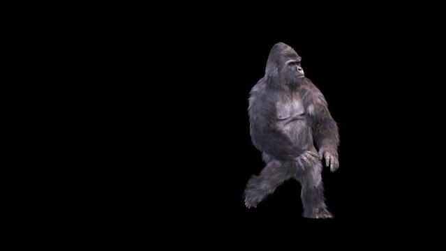 Alpha Matte Gorilla Dances Breakdance Uprock Realistic Fur 3D Animations Rendering CGI 4K