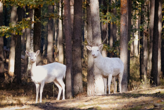 White fallow deers. A couple of white fallow deers stand in the forest and look towards the camera lens. Male and female white deers in the woods.  White animals in the autumn forest.