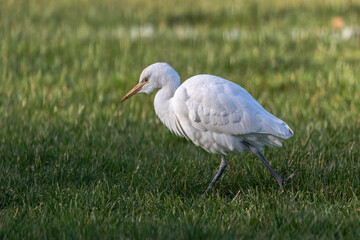 Great Egret walking in a meadow
