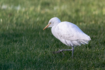Obraz premium Great Egret walking in a meadow