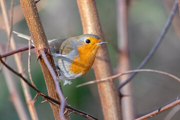 European Robin living along a river