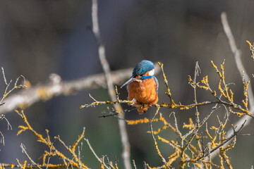 Common Kingfisher perched on a tree branch