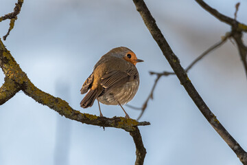 European Robin living along a river