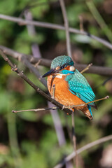 Common Kingfisher perched on a tree branch