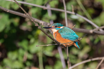 Common Kingfisher perched on a tree branch