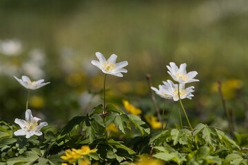 flowers in the forest