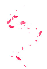 Pink Cherry Falling Vector White Background.