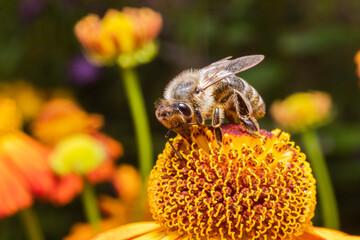 Honey bee covered with yellow pollen drink nectar, pollinating flower. Inspirational natural floral spring or summer blooming garden background. Life of insects. Extreme macro close up selective focus