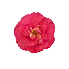 Red camellia flower isolated on white background. Red Camellia japonica blossom in full bloom,...