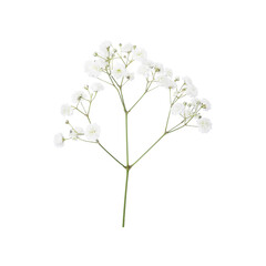 Closeup of small white gypsophila flowers isolated on white - obrazy, fototapety, plakaty