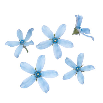 Oxypetalum flower isolated on white background. Blue flowers