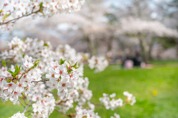城山公園のソメイヨシノ　松本市