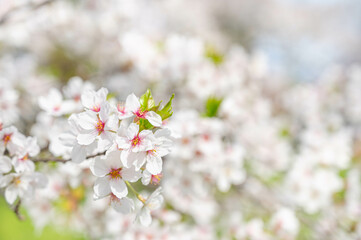 お花見の頃のソメイヨシノ