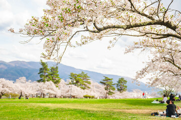 桜満開の城山公園　松本市