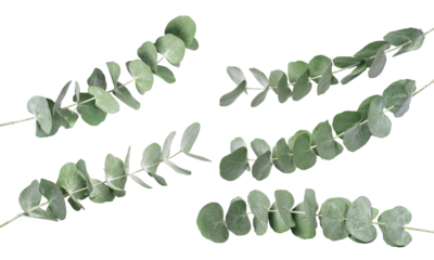 Wreath frame made of branches eucalyptus and leaves isolated on white background.