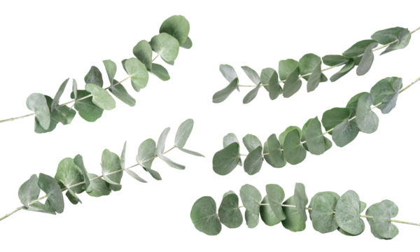 Wreath frame made of branches eucalyptus and leaves isolated on white background.