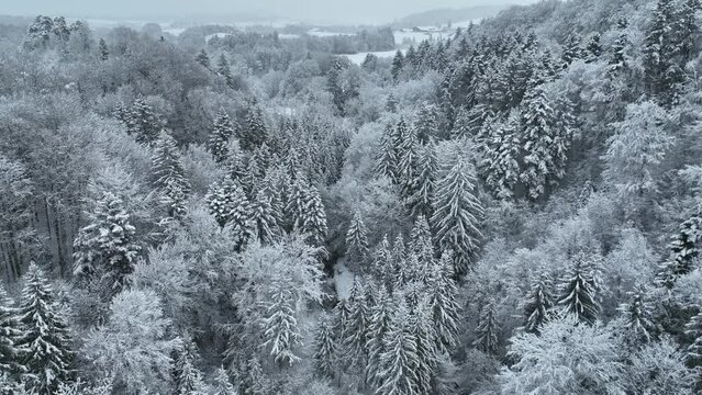 Smooth drone flight over snow covered fir trees in winter. Cold season.