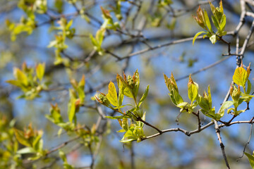 Amur maple branch with new leaves