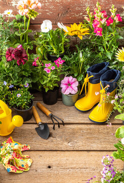 Fototapeta Spring work in the garden and at home, planting decorative flowers, spring and summer flowers in pots on a wooden background, a watering can and yellow rubber boots and a rake with a shovel