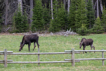 Naklejka na ściany i meble moose eating with baby in a montana mountain meadow