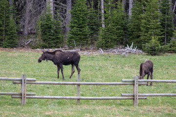 moose eating with baby in a montana mountain meadow