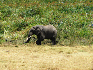 Elefante africano.