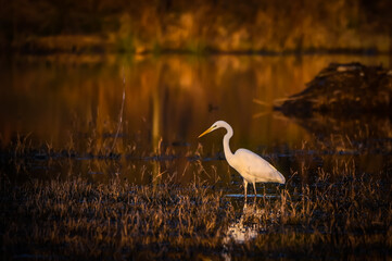 White heron in the rays of the setting sun.