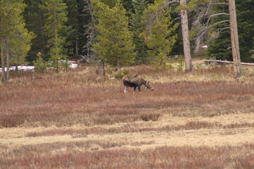 moose in mountain meadows in Montana