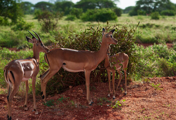 Impala