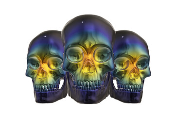 skull,  human skeleton