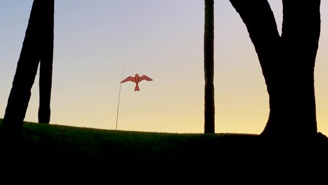 Flying bird kite silhouette in wind at sunrise