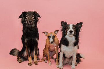 Trzy psy owczarek, border collie, whippet razem na różowym tle w studio pozują - obrazy, fototapety, plakaty