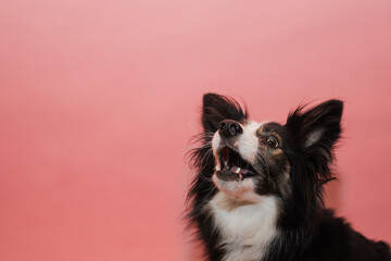 Śmieszny pies łapie smakołyka w locie na różowym tle w studio