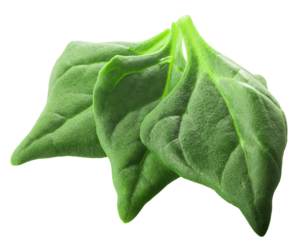 New Zealand spinach (Tetragonia tetragonoides) isolated png