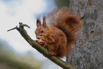 Lovely Squirrel. Squirrel with walnut. Squirrel is holding a walnut. Squirrel is eating a walnut. Cold autumn day in the park