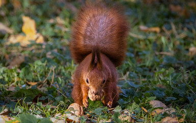 A red squirrel holds a walnut in its mouth.