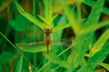 Close up of a dragonfly on top of grass blade