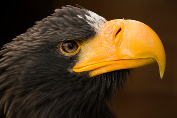 eagle close-up neutral background macro photography
