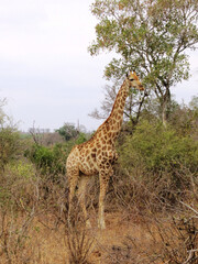 Jirafa. 